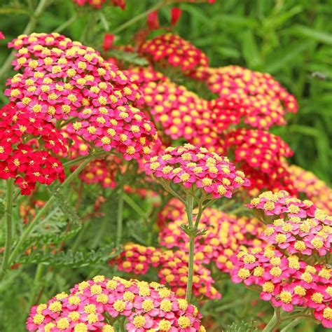 Achillea millefolium 'Paprika' - Paprika Yarrow | Western Star Nurseries