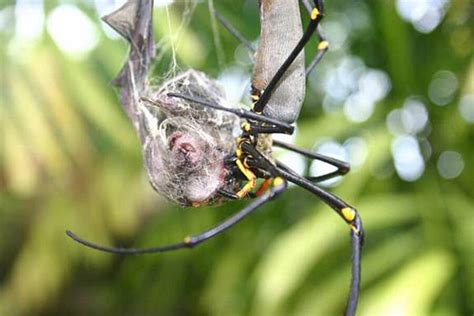 Spiders eat bats all the time, scientists reveal - CSMonitor.com