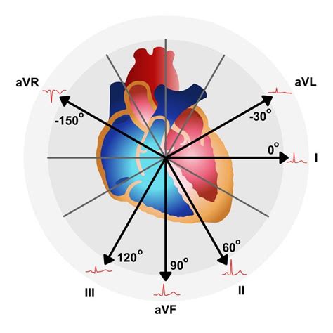 The hexaxial reference system. Note that the position of each limb lead ...