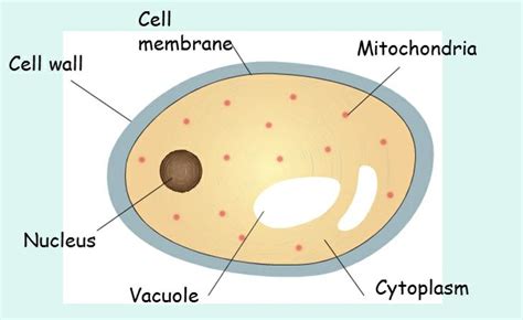 fungal-cell.jpg (739×453) | Books Worth Reading | Pinterest