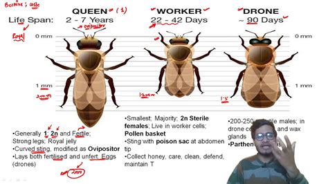 Drone Bee Vs Worker Bee