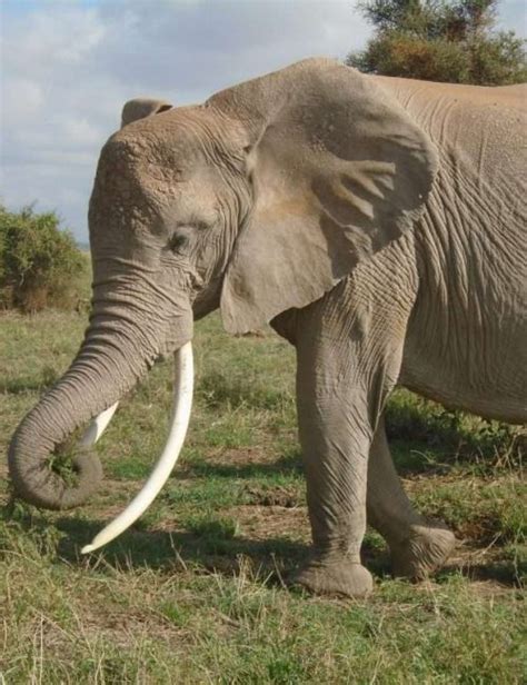 Amboseli Safari Tours | Book Amboseli National Park Safaris