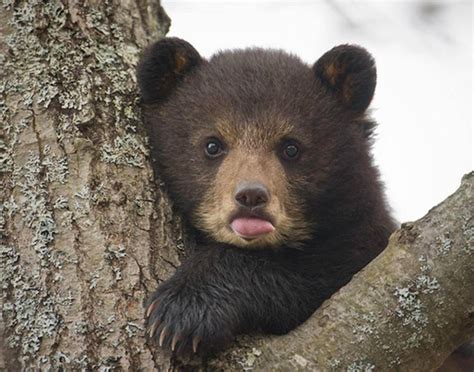 Baby bear looks so cute! : r/aww