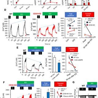 CD38 knockout muscle cells display impaired ISO-induced Ca 2+ signals ...