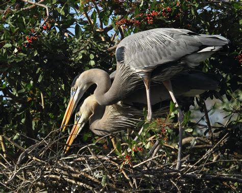 Great Blue Heron Nesting Pair Photograph by Karen DiNoto