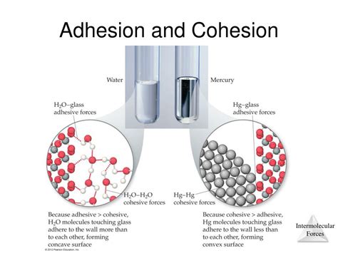 Cohesion Vs Adhesion