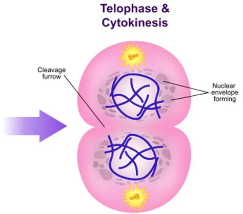 TSS-Connected: การแบ่งเซลล์แบบไมโทซิส - Mitosis