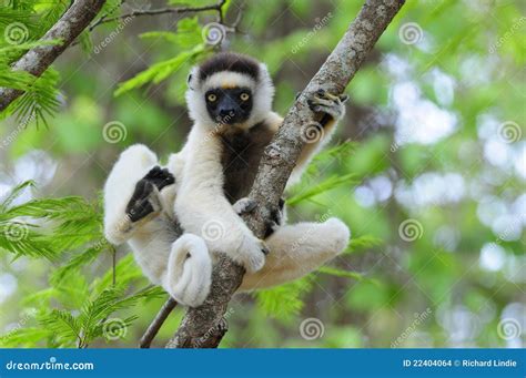 Dancing Sifaka (Lemur) stock photo. Image of mammal, lemur - 22404064