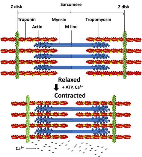 Myosin Filaments Are