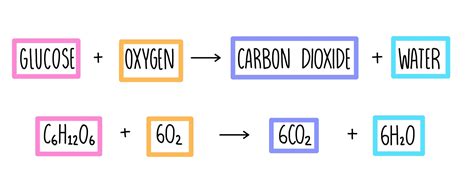 Respiration (A Level) — the science sauce