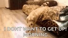 Funny Animals Lazy Morning GIF - Funny Animals Lazy Morning Dogs ...