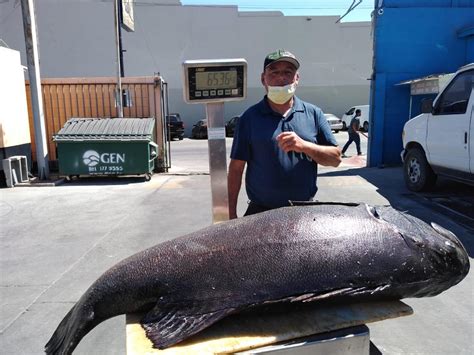 Marine Ecologist Surprised To Find “Critically Endangered” Giant Sea ...