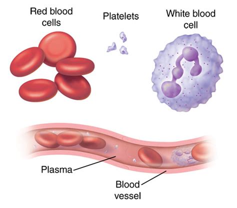 Characteristics of Red Blood Cells - AmarigroHampton