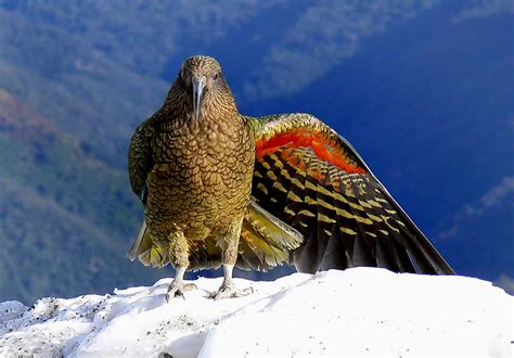 Kea. New Zealand Alpine Parrot. (Nestor notabilis) - a photo on Flickriver