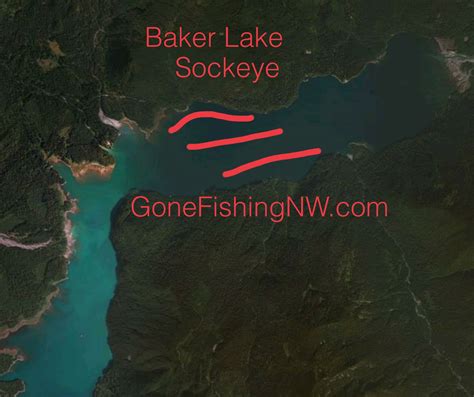 Sockeye Map – Baker Lake | Gone Fishing NW