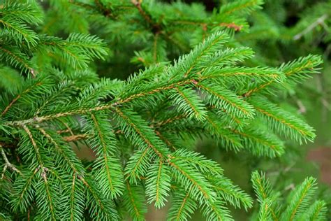 Conifers vs. Evergreens: What's the Difference?