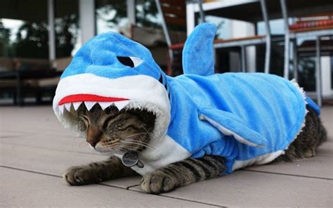 Cat wearing shark costume | Trajes para mascotas, Trajes de gato ...