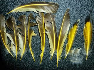 Northern ("Yellow-shafted") Flicker Feathers | Invasive Plants in Arlington