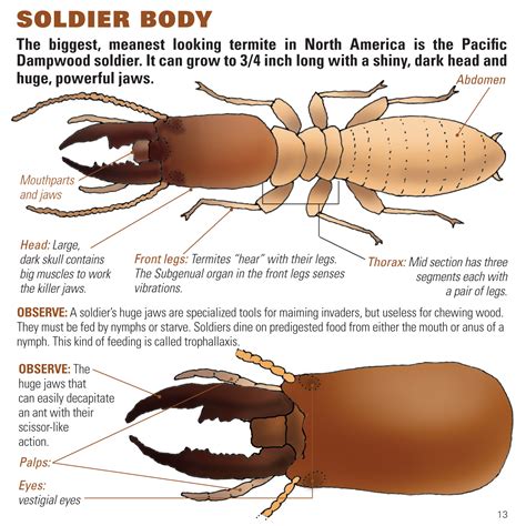 Termite Queen Dissection