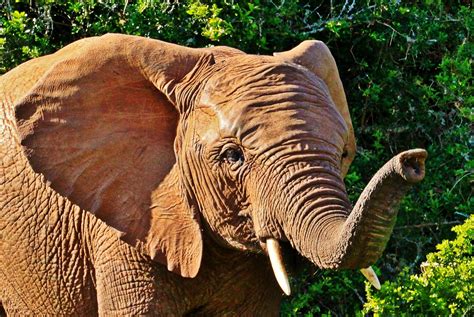 The African elephant. Discover the world's largest land animal.