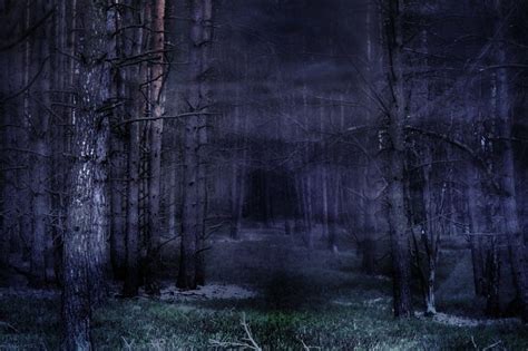 Dark Forest in Fog, forest, fantasy, dark, abstract, fog, HD wallpaper ...