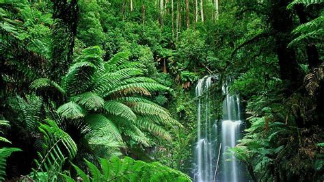 Jungle . Waterfall , Waterfall , Forest waterfall, Tropical Rainforest ...