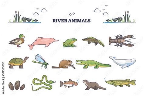 River animals or underwater species in wet environment outline ...