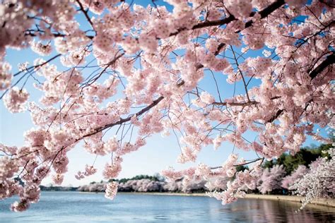 2025 Washington DC Cherry Blossom Peak Bloom Forecasts