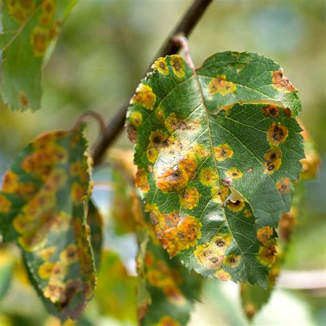 The 6 Most Common Apple Tree Diseases and How to Prevent Them