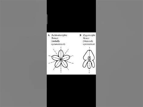 Difference between Actinomorphic flower and zygomorphic flower - YouTube