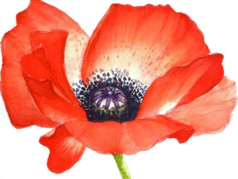 Poppy seed flower Painting- Watercolor floral Painting Painting by ...