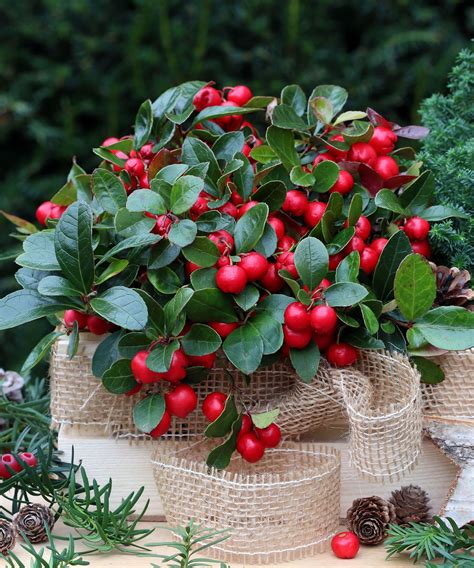 Best winter garden plants: 19 picks for seasonal color | Gardeningetc