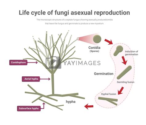 Asexual reproduction in Penicillium, Life cycle of fungi. by Auchara ...