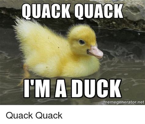 20 Totally Adorable Duck Memes You Won't Be Able To Resist | Duck memes ...