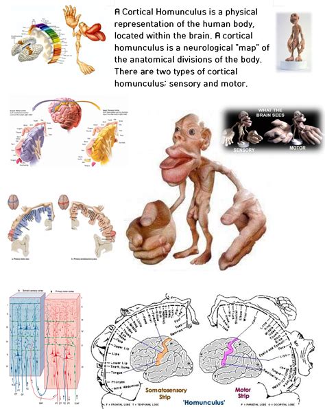 WikiGraphics Collection: Sensory Somatic Brain Homunculus