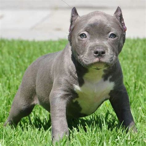 Buff dog Pitbull Puppies For Sale, Pitbull Dog, Cute Puppies, Dogs And ...