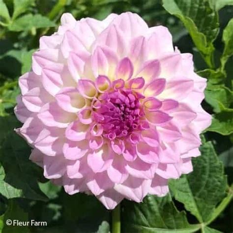 Dahlia Bistro | Blush Pink Flower | FLEUR FARM Vermont