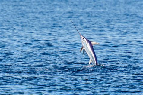 Indicators of poor condition of north-west Mediterranean swordfish ...