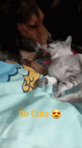 Cat Dog GIF - Cat Dog Cat Love - Discover & Share GIFs