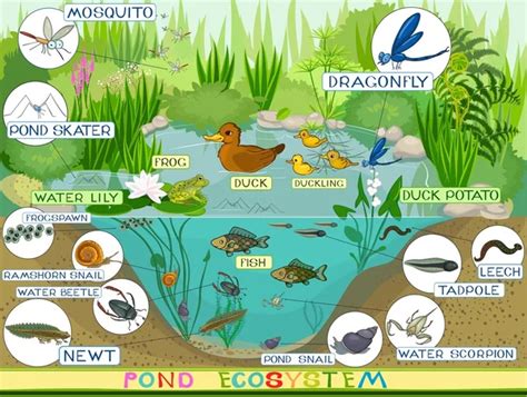 25,655,171 Pond ecosystem Vector Images | Depositphotos