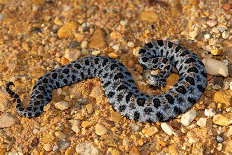 Pygmy Rattlesnake – Reptiles and Amphibians of Mississippi