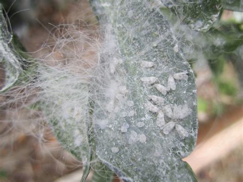 White Flies – Southern California Hibiscus Society