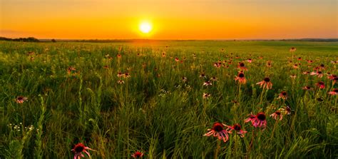 A Guide To Kansas Wildflowers - Rural Messenger