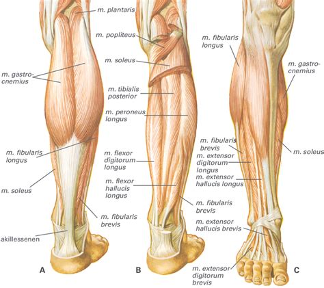 Triceps Surae With Gastrocnemius And Soleus Leg Muscles, 41% OFF