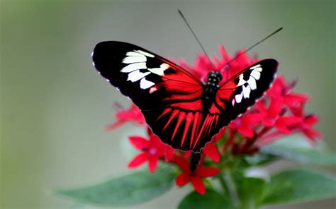 Red and Black Butterfly Wallpapers on WallpaperDog