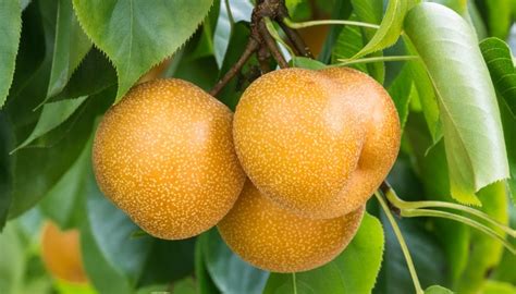 Asian Pear Trees: Best Varieties, Planting and Care Needs - Rennie Orchards