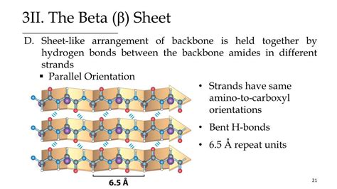 PPT - Protein Structure -Primary and Secondary Structure- PowerPoint ...