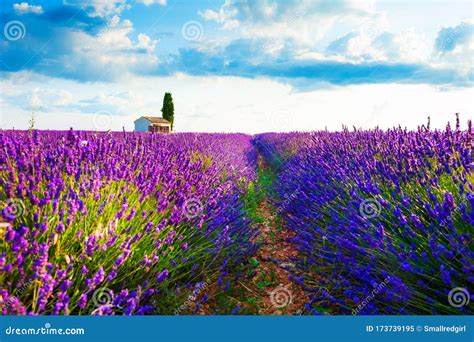 Lavender Fields at Sunrise in Provence, France Stock Image - Image of ...