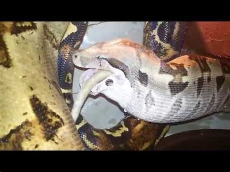 Boa Constrictor feeding - YouTube