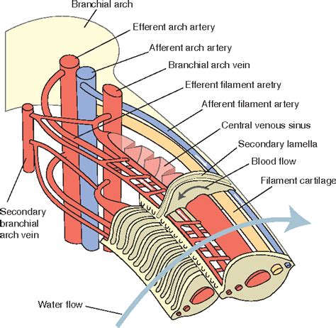 Fish Gill Diagram